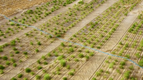 从“死亡之海”到“希望之地” 苗木种植与技术咨询的绿色嬗变