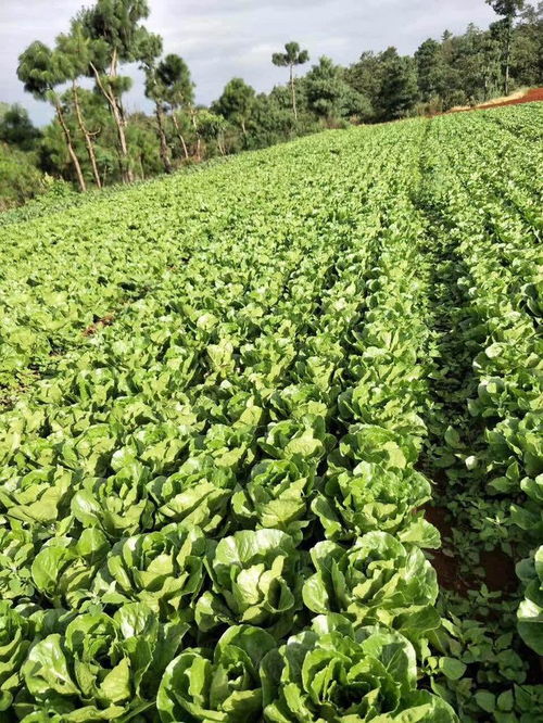 科技赋能生态农业 天泰农业携手省农科院共建高原苗木产业新标杆