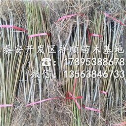 曙光油桃树苗 种植技术、市场报价与咨询服务指南