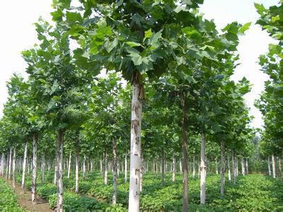 一级白蜡树市场行情与枣庄苗木种植技术全解析