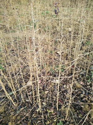 杜梨苗市场行情概览与种植技术全解析