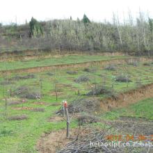 添雄麻核桃基地 苗木种植全流程与技术咨询服务详解