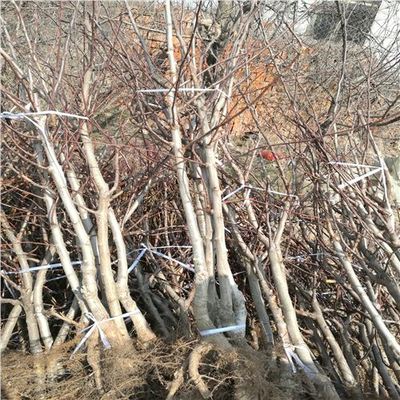 大棉球山楂苗种植技术与专业咨询指南