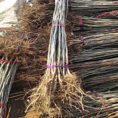 甜山楂树苗种植技术与销售电话全指南