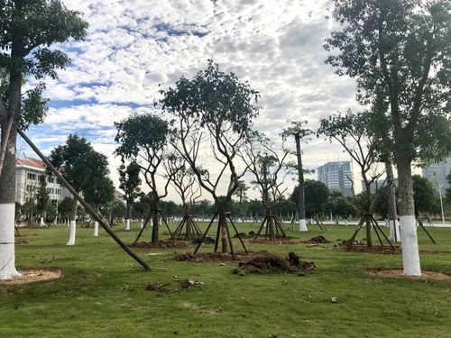 以奋斗之姿 育生态之美——翔安校区圆满完成会展片区苗木移植工作纪实