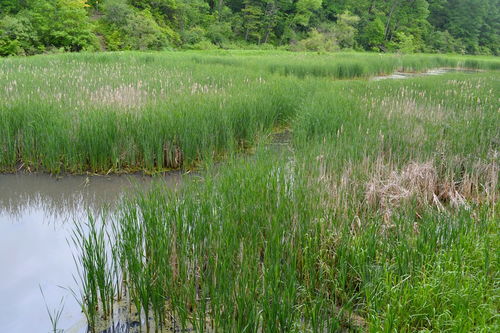 河床湿地适宜种植苗木与花卉指南及种植技术咨询