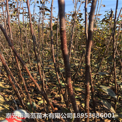 梨树苗高效种植与管理技术详解