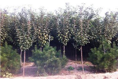 全祥苗木樱花 3公分樱花价值解析与种植指导