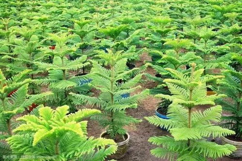 容器苗,你的苗圃值得尝试丨附 容器苗种植技术大汇总