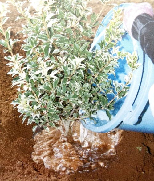 栽种小树苗,掌握4个技术要领,来年小树定会顺利开花结果