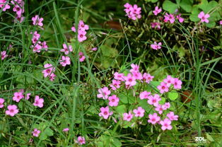 花卉系列1157 自然之美的永恒绽放