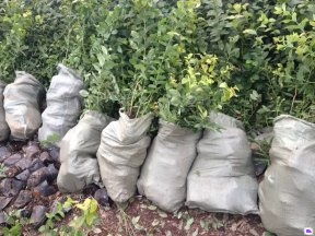 泰安国富苗木 广东蓝莓苗供应、优惠价格及种植技术指南